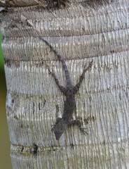Anolis distichus
