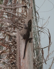 Anolis distichus