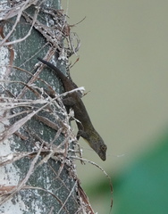 Anolis distichus