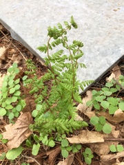 Cystopteris bulbifera