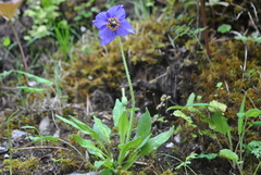 Meconopsis delavayi