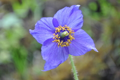 Meconopsis delavayi