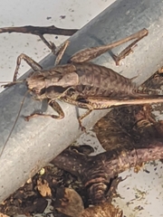 Pholidoptera griseoaptera