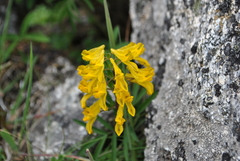 Corydalis prattii