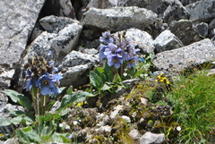 Meconopsis heterandra