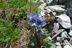 Meconopsis heterandra
