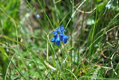 Corydalis pachycentra