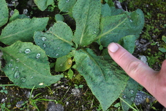 Meconopsis heterandra