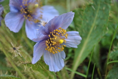 Meconopsis heterandra