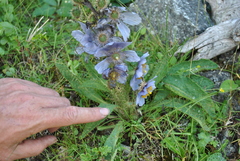 Meconopsis heterandra