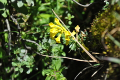 Corydalis eugeniae