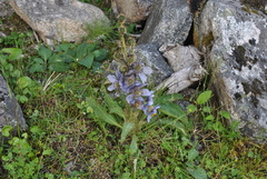 Meconopsis heterandra