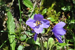 Meconopsis henrici
