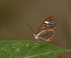 Ithomia agnosia zikani