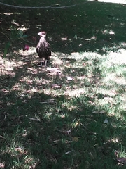 Caracara plancus