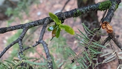 Phoradendron pauciflorum