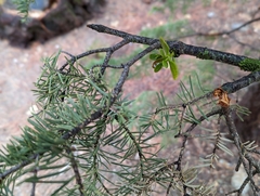Phoradendron pauciflorum