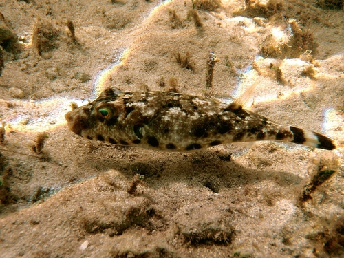 Bandtail Puffer