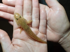 Glossogobius aureus