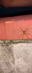 Thaumasia