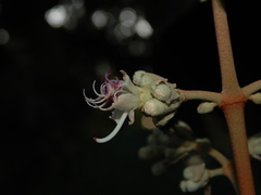 Miconia bubalina