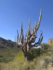 Isolatocereus dumortieri