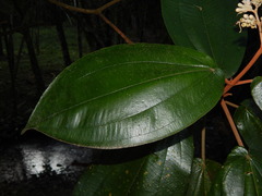 Miconia bubalina