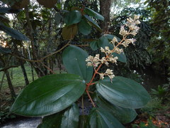 Miconia bubalina
