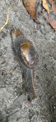 Parmavitrina planilabris