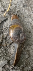 Parmavitrina planilabris