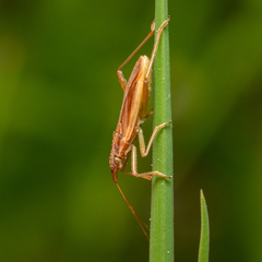 Stenodema holsata