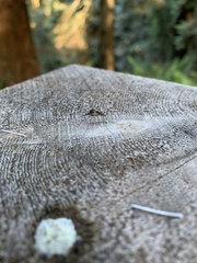 Culiseta particeps