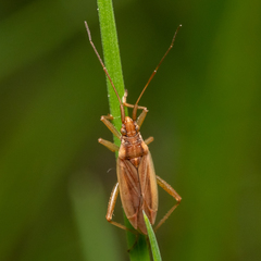 Stenodema holsata