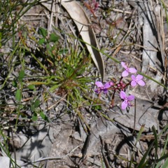 Stylidium lineare