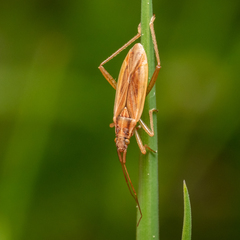 Stenodema holsata