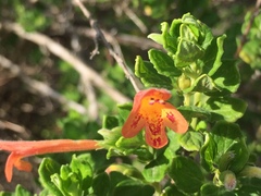 Clinopodium tomentosum