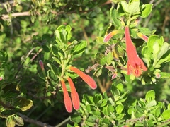 Clinopodium tomentosum