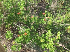 Clinopodium tomentosum