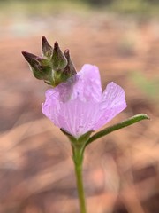 Sidalcea multifida