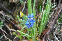 Corydalis pachycentra