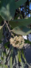 Ehretia latifolia