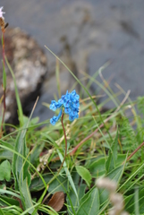 Corydalis pachycentra