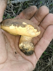 Leccinellum corsicum