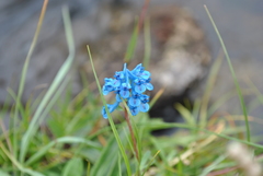Corydalis pachycentra