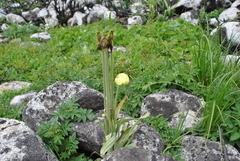 Meconopsis integrifolia