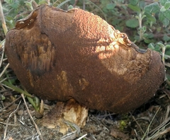 Leccinellum corsicum