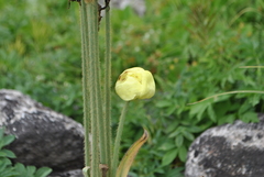 Meconopsis integrifolia