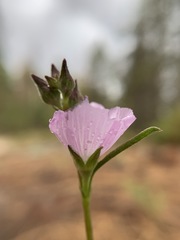 Sidalcea multifida