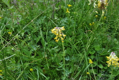 Corydalis hamata