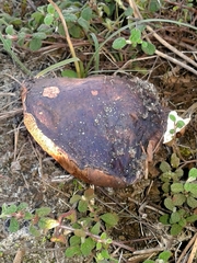 Leccinellum corsicum